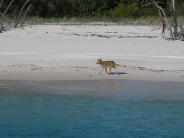 Dingo spotted off fraser coast