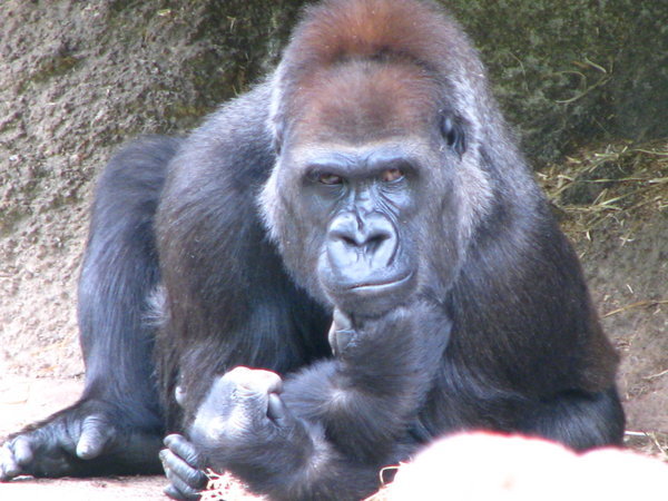 Gorilla striking a pose at Melbourne Zoo!