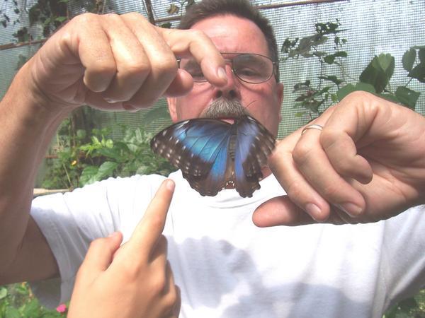 Bill with blue morpho