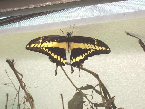 Butterfly conservatory 