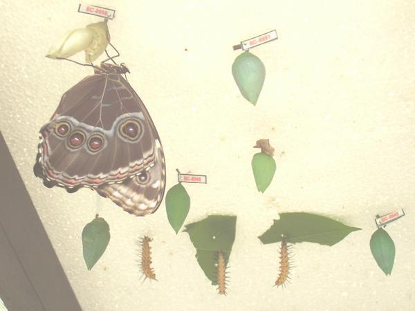 Emerging butterflies