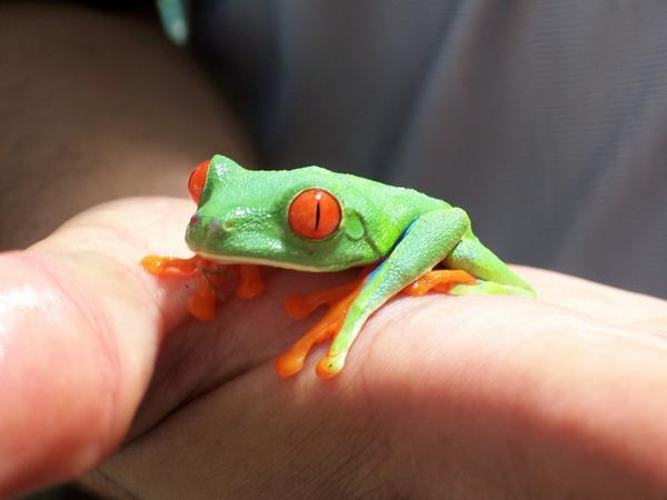 red eyed leaf frog