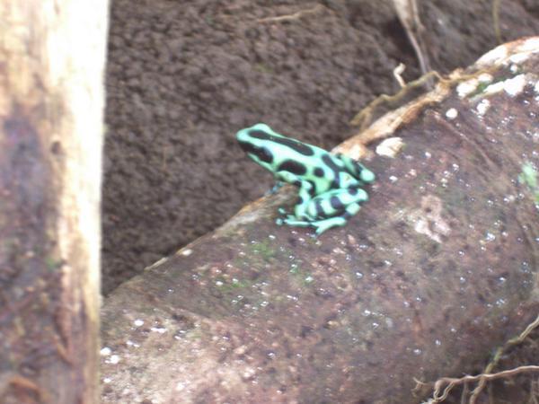 spotted green frog