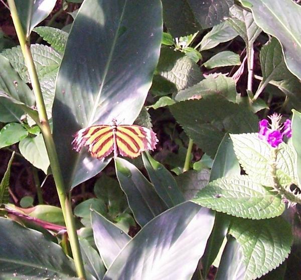 Tiger butterfly