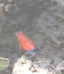 red and blue frog