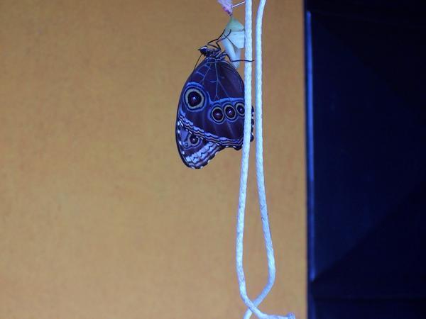 Birth of a Blue Morpho Butterfly