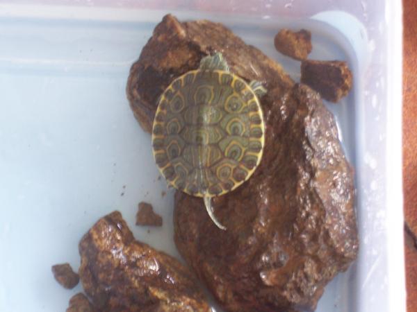 new pet turtle