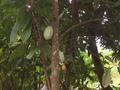 Cacao tree/plant ?