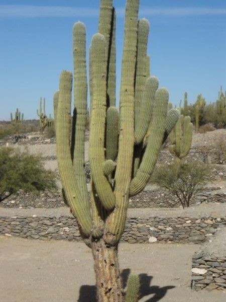 More Huge Cactus