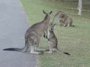Kangaroo & Joey