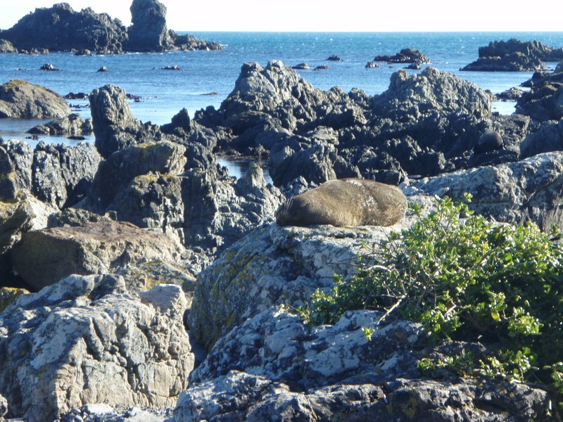 Resting Seal