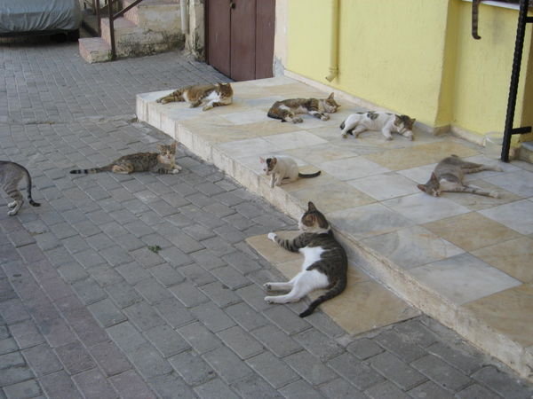 Lots of kitties waiting for snacks
