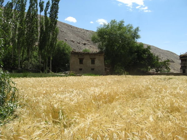 Ladakhi house with wheat field