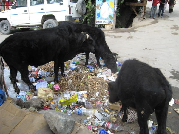 cows eating trash