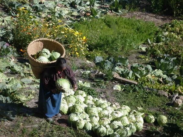 cabbages, everywhere you go
