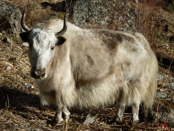 Nak - female yak