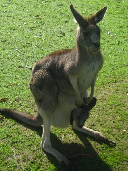 kangaroo + joey!!