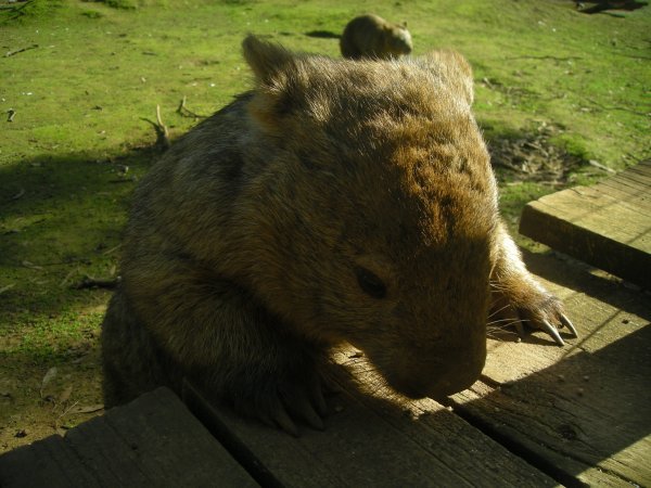 <3 wombats