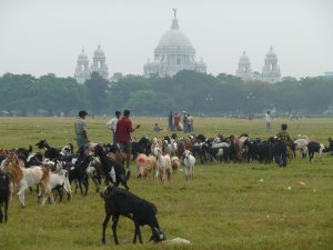 Goats grazing in Maiden Park in central Kolkata