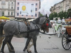 Standard Polski transport