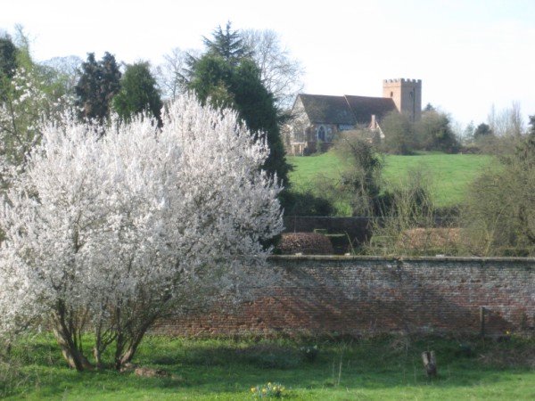 Church, cherry blossom
