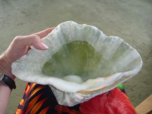 Shell I found on the beach.