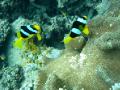 Coral garden clown fish