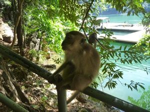 Monkey on Dayang Bunting Island