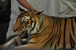 Tiger Show