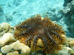 Nasty crown of thorns starfish