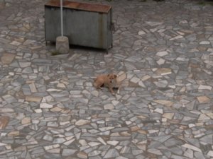 Cangshan mountain dog 03.06.08