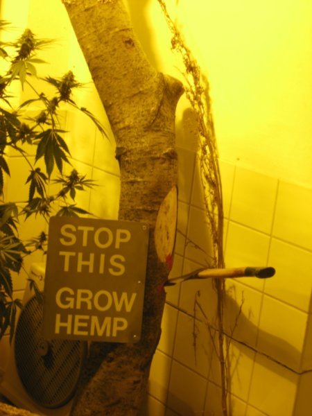 Stop this - grow hemp!