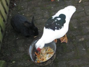 Ducks and Rabbits eating