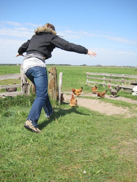 Chasing chickens