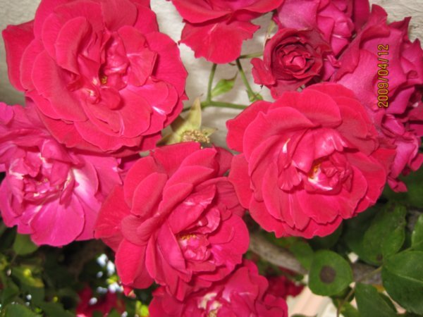 Nice roses