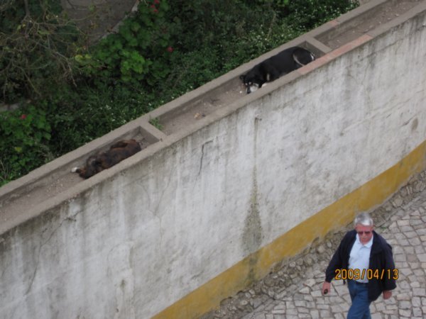 Some dogs sleep on top of a fence - whilst unsuspecting tourists pass below.