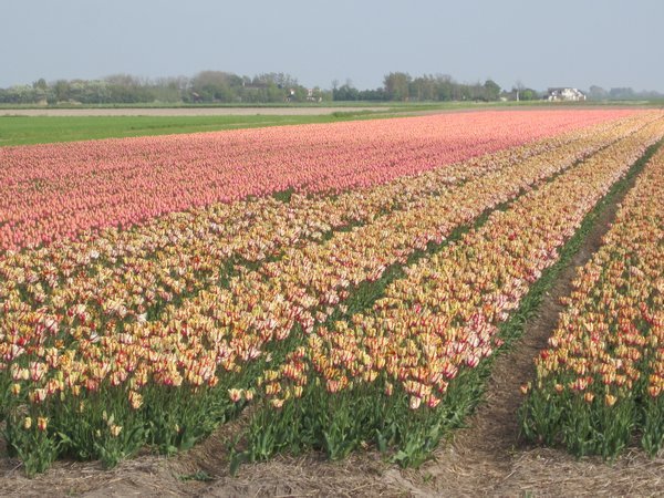 Tulip Fields of Texel