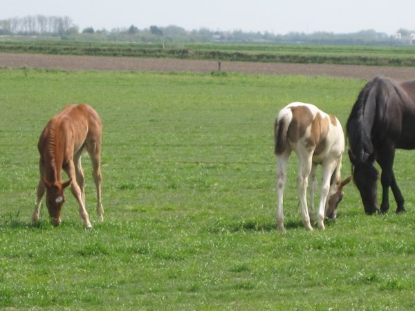 Young foals