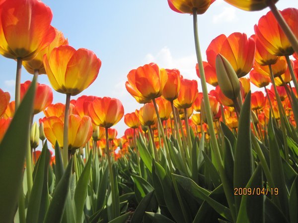 The beautiful tulip fields