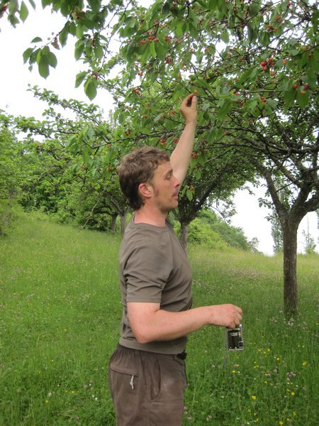 Dan reaches for the cherry prize that we find on the way home