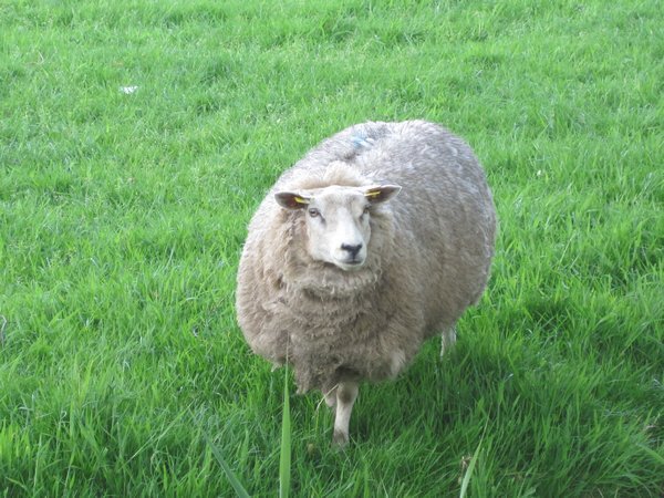 An Edam Sheep