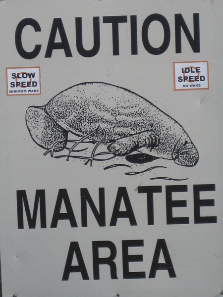 I was lucky to see a Manatee