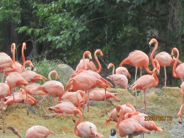Flamingo gatherings