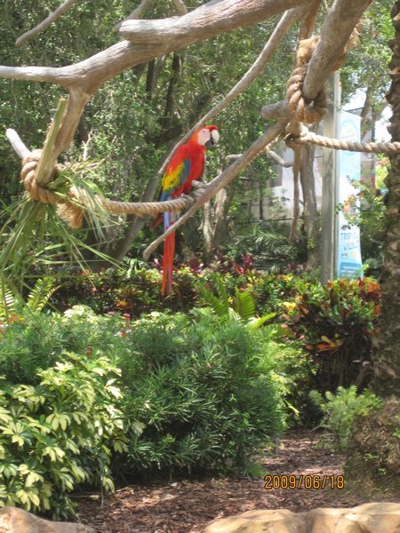 A bright red parrot
