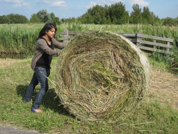 Shetal pushing the bale of straw