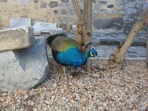 Turkish Peacock