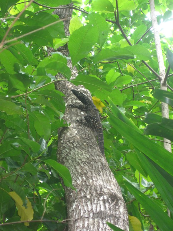 An Iguanna on Green Island