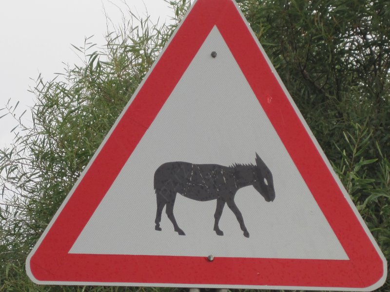Watch out - wild donkeys