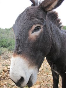 Hello Im Mr Donkey