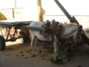 Donkey and Kart